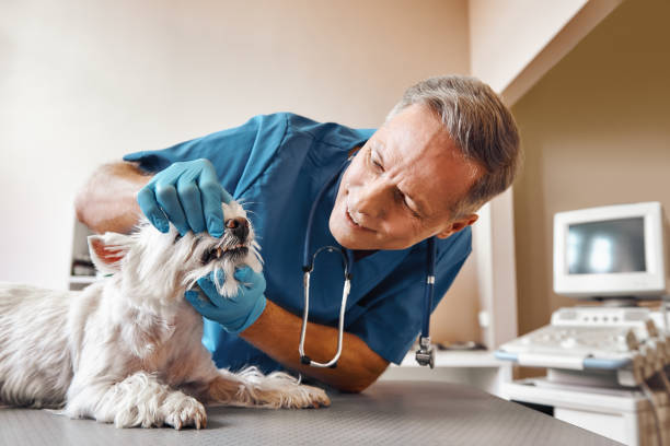 Best Urgent Care for Lost Fillings or Crowns in Gulf Shores, AL